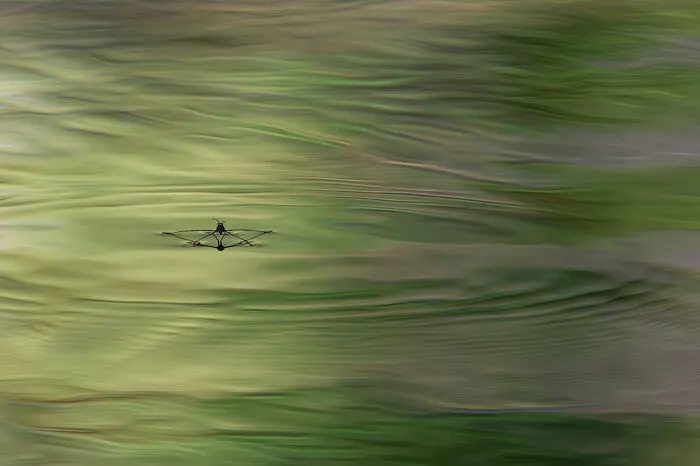 Finalist: "Miracle" By Yann Raulet