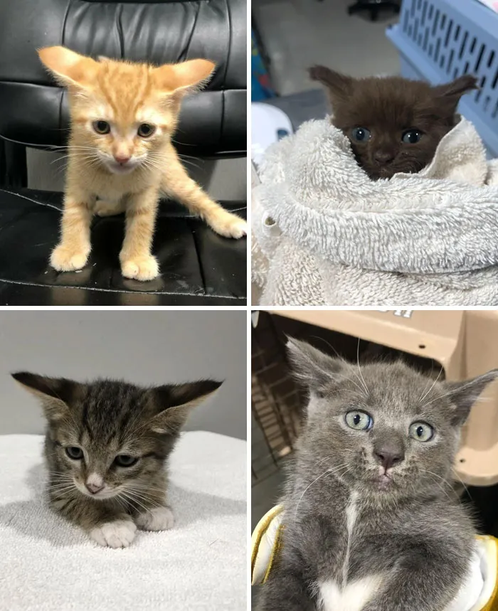 I Spent 2 Years As The Intake Technician At A Shelter In Florida, And My Camera Roll Is A Gold Mine Of Airplane Ears