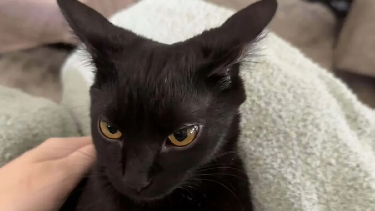 50 Precious Pics Of Cats Looking Extremely Annoyed