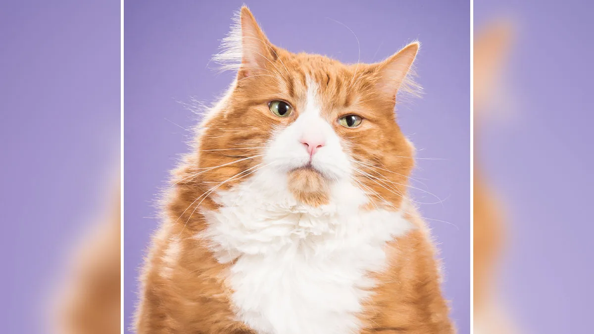40 Purrfect Cat Pics That Might Warm Your Soul (And Make You Laugh)