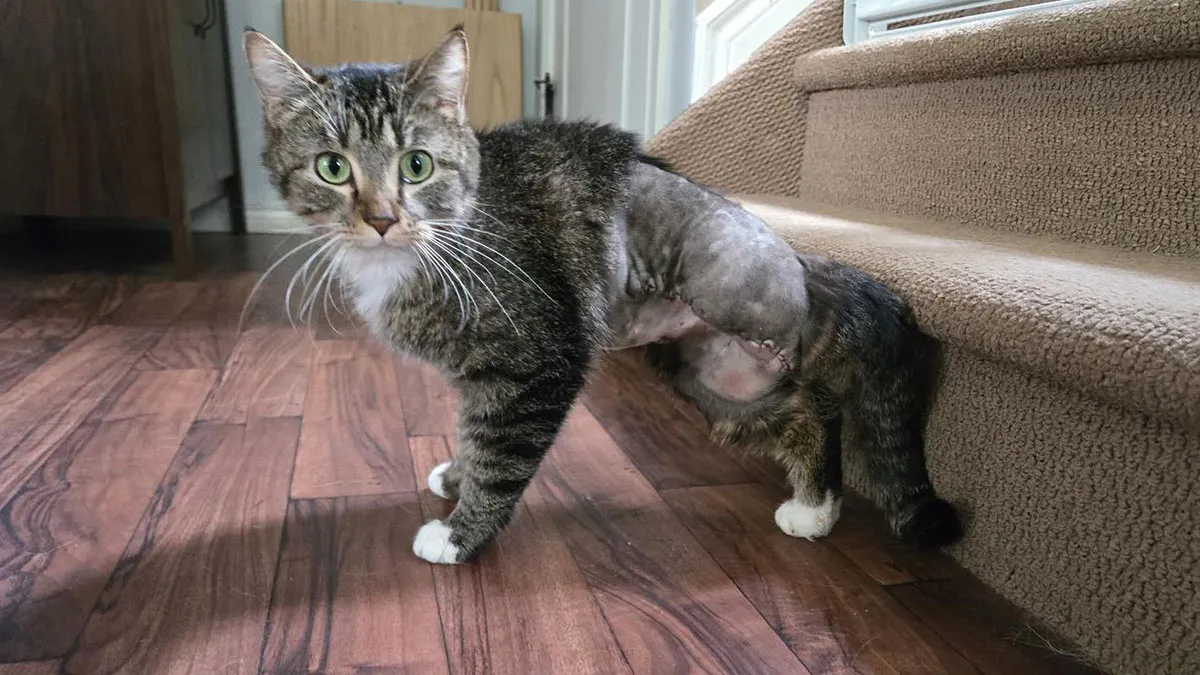 This Adorable Kitten Was Born With 6 Legs, Now She’s Thriving After Life-Changing Surgery