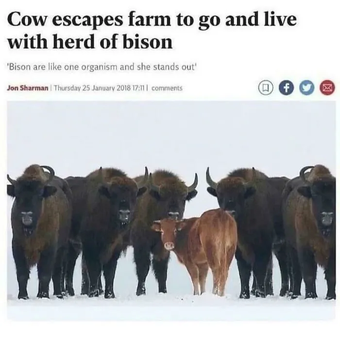 Blursed_herd