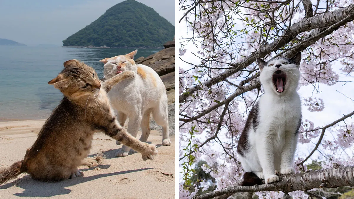40 Entertaining Cat Pictures Captured By Masayuki Oki (New Pics)