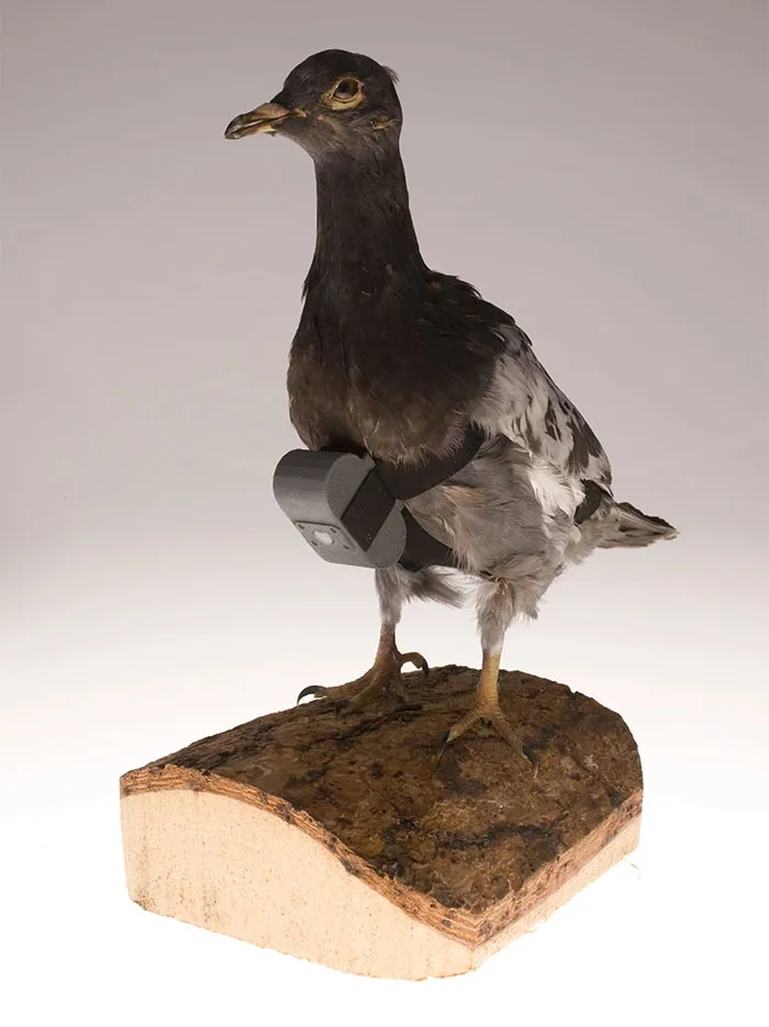 Pigeon Camera