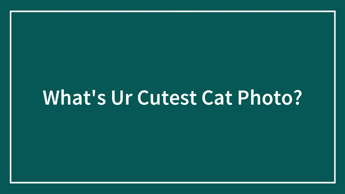 What's Ur Cutest Cat Photo?