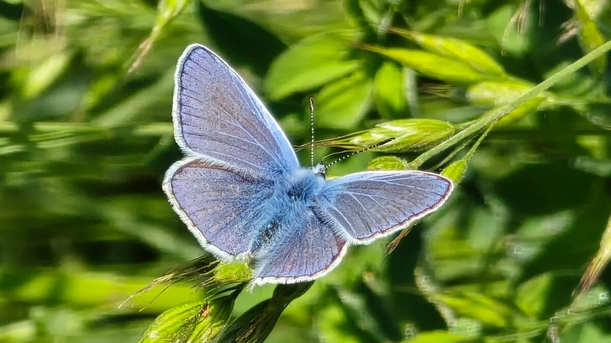 Hey Pandas, Show Me Your Butterfly Pictures That You Took
