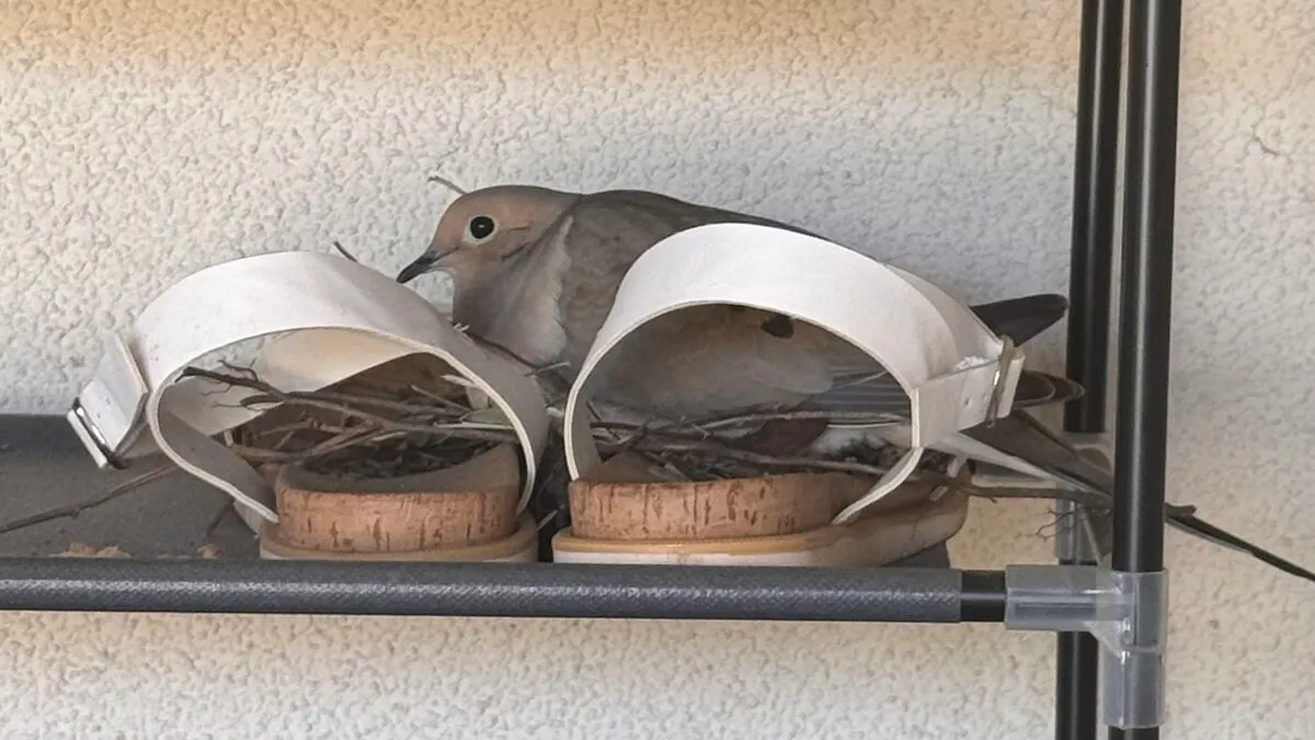 A Dove Built Her Nest In My Sandals – And Gave Me Back Hope