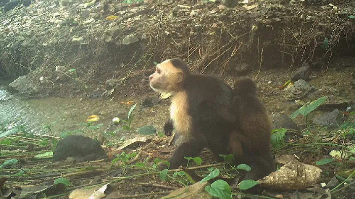 Scientists Are "Shocked" After Hidden Camera Catches Monkeys Kidnapping Babies Of Another Species
