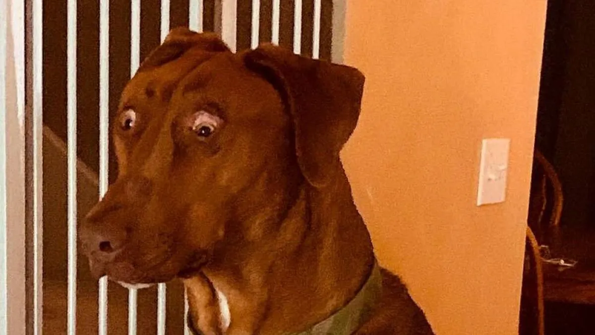 Hey Pandas, Surprise Your Dog And Post A Photo