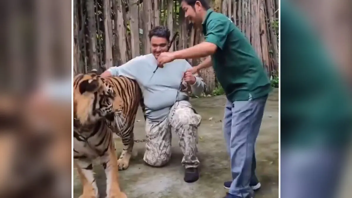"People Are Stupid": Man Brutally Attacked By Tiger After He Tried To Click A Selfie With It