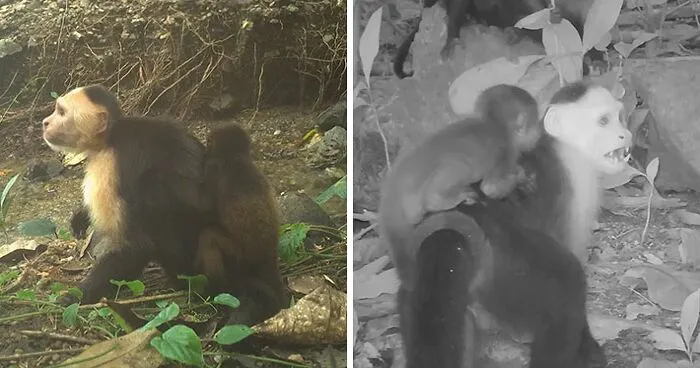 Scientists Are "Shocked" After Hidden Camera Catches Monkeys Kidnapping Babies Of Another Species