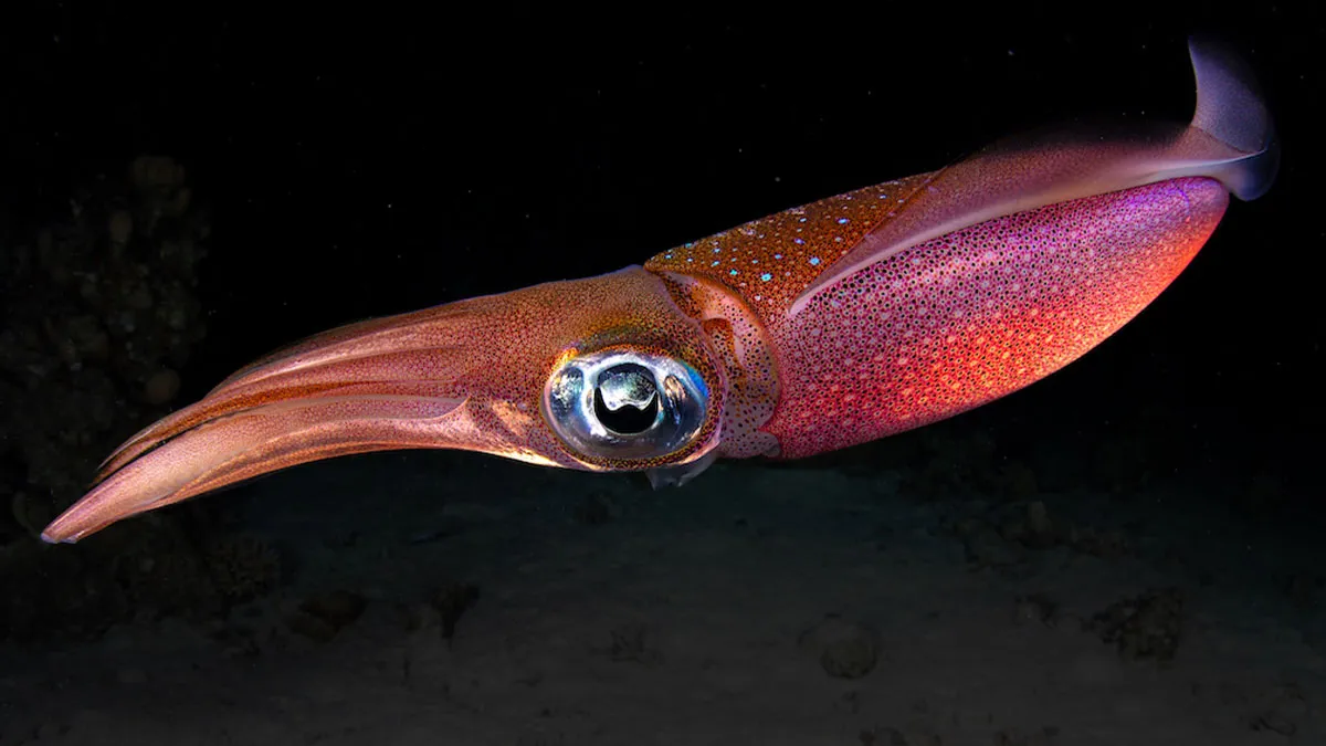 11 Captivating Moments From The 2025 Close-Up Photographer Of The Year "Something Beautiful" Challenge