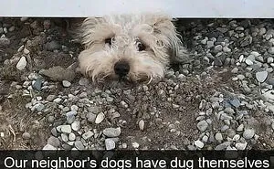 These 50 Hilarious Animal Posts Are Why We Don’t Deserve The Internet, Or Pets, Or Peace