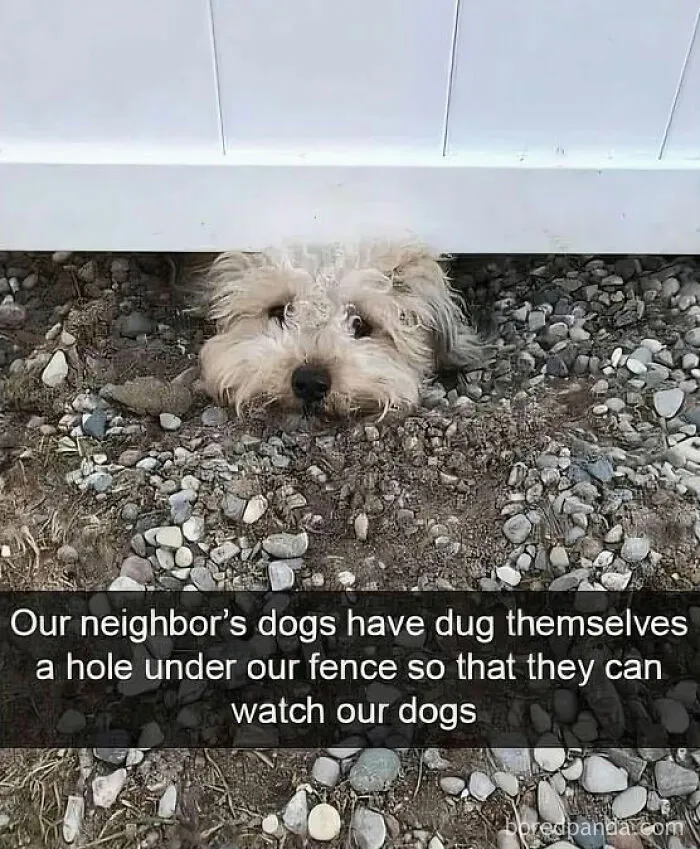 Cute-Funny-Animal-Memes-Chonky-Woofers