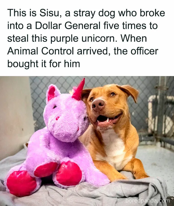 These 50 Hilarious Animal Posts Are Why We Don’t Deserve The Internet, Or Pets, Or Peace