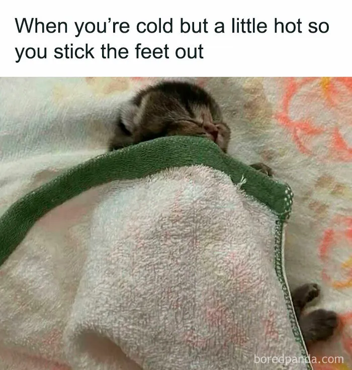 These 50 Hilarious Animal Posts Are Why We Don’t Deserve The Internet, Or Pets, Or Peace