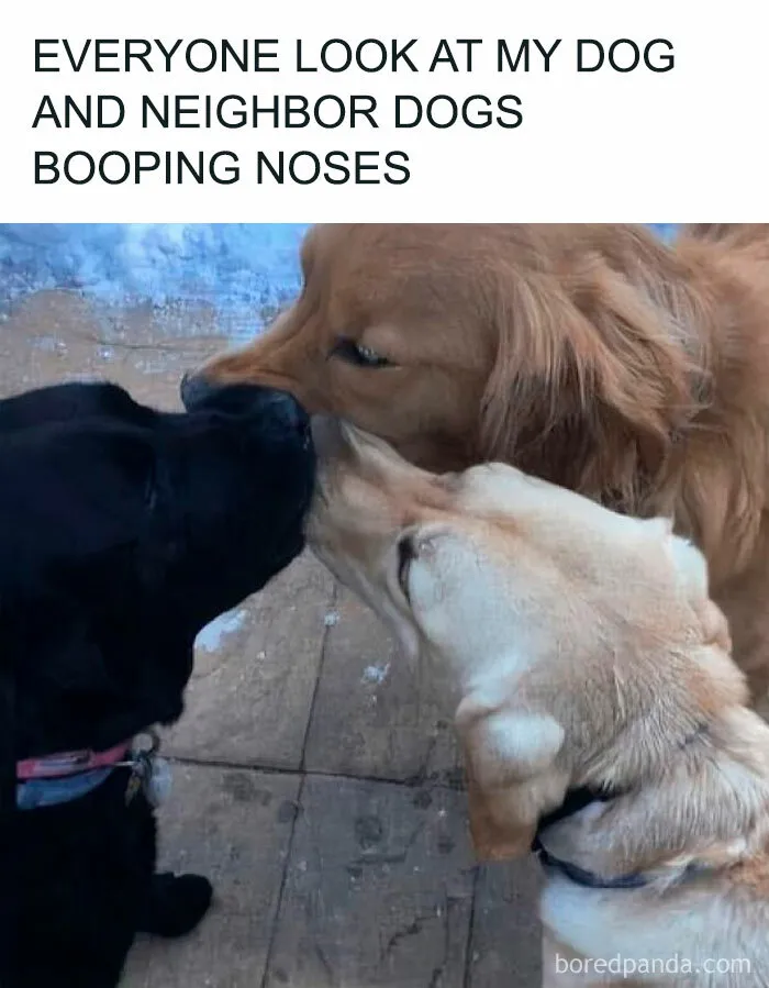These 50 Hilarious Animal Posts Are Why We Don’t Deserve The Internet, Or Pets, Or Peace