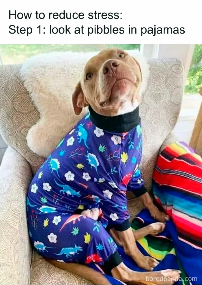 These 50 Hilarious Animal Posts Are Why We Don’t Deserve The Internet, Or Pets, Or Peace