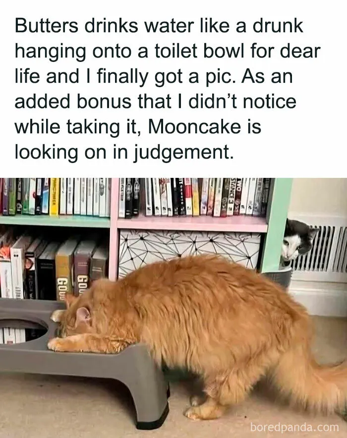 These 50 Hilarious Animal Posts Are Why We Don’t Deserve The Internet, Or Pets, Or Peace