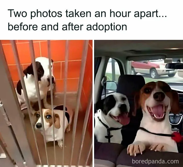 These 50 Hilarious Animal Posts Are Why We Don’t Deserve The Internet, Or Pets, Or Peace