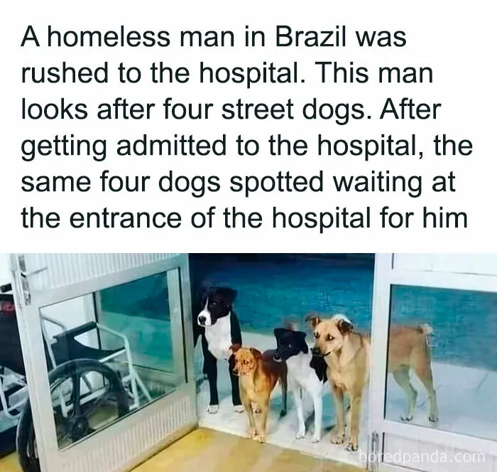 These 50 Hilarious Animal Posts Are Why We Don’t Deserve The Internet, Or Pets, Or Peace