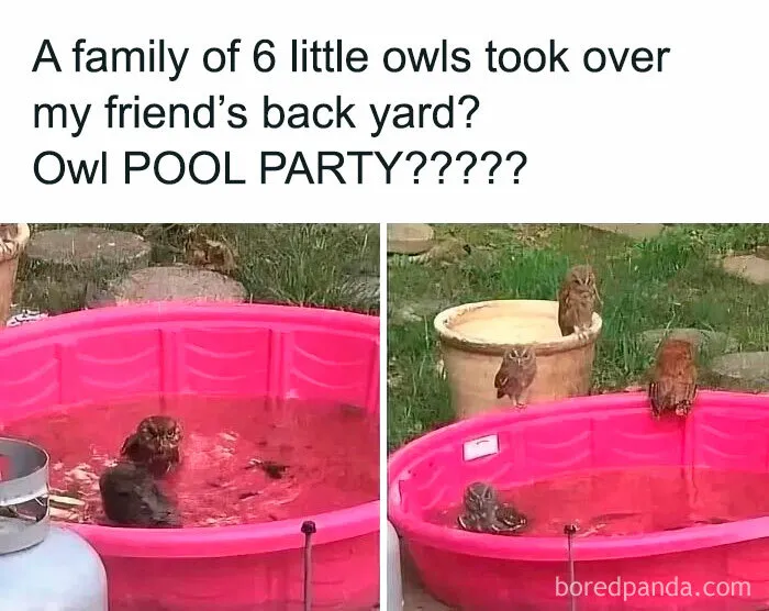 These 50 Hilarious Animal Posts Are Why We Don’t Deserve The Internet, Or Pets, Or Peace