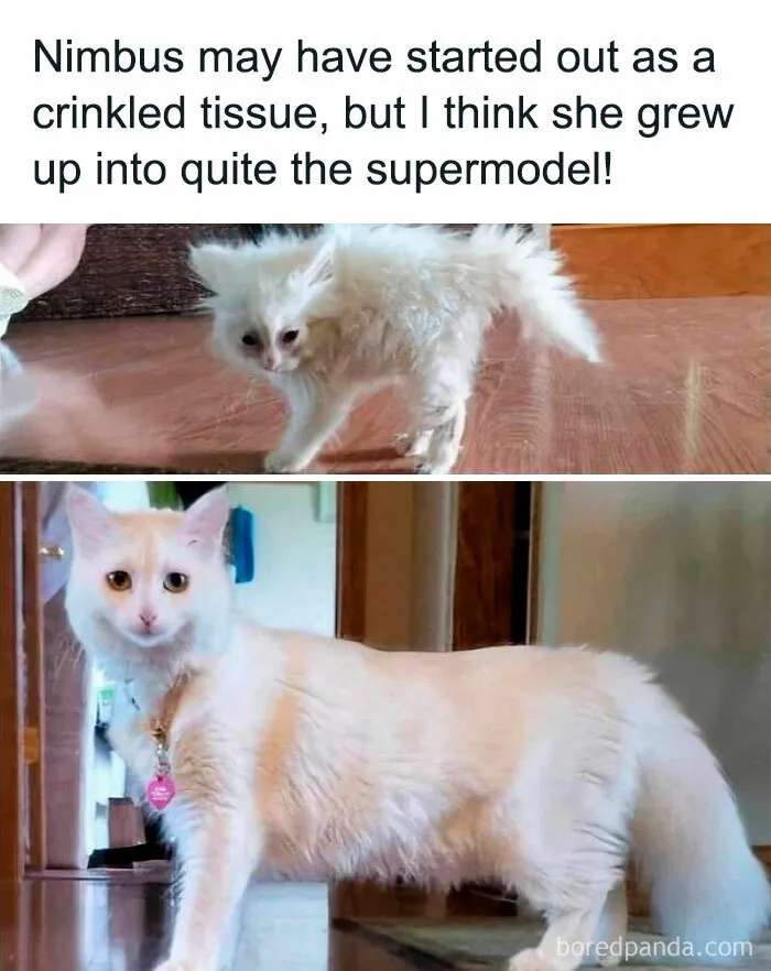 These 50 Hilarious Animal Posts Are Why We Don’t Deserve The Internet, Or Pets, Or Peace