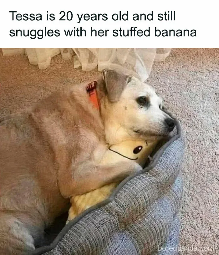 These 50 Hilarious Animal Posts Are Why We Don’t Deserve The Internet, Or Pets, Or Peace