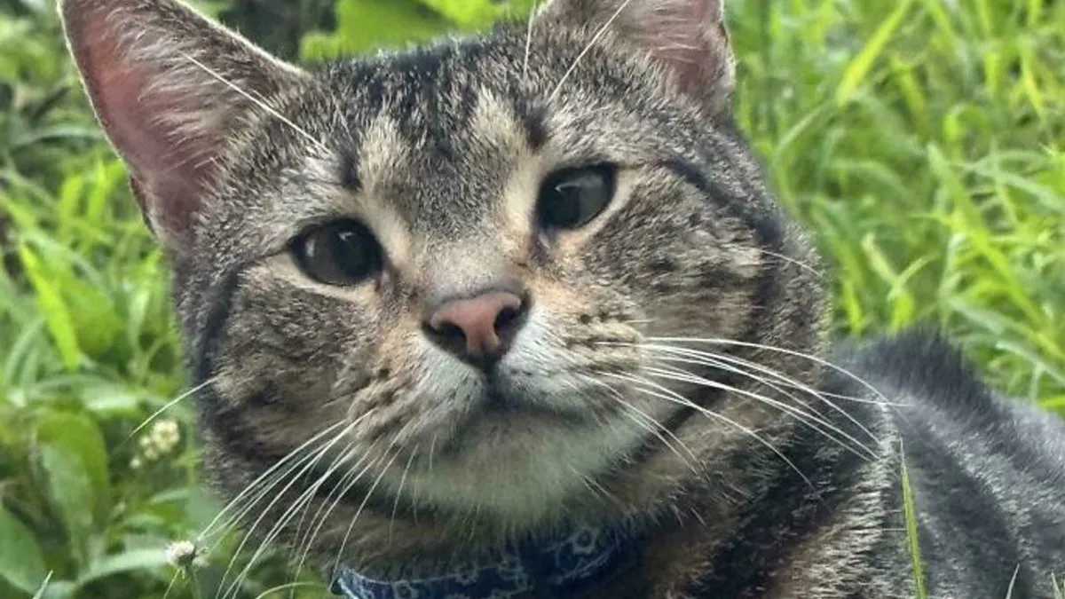 50 Adopted Pets Who Found Pure Joy In Their New Homes (May Edition)