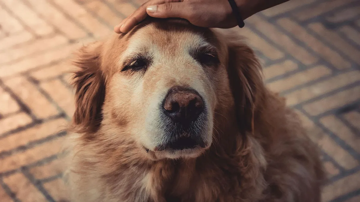Woman Skips Sister’s Wedding Due To Dog’s Death, Is Dismayed When Sis Does The Same To Her