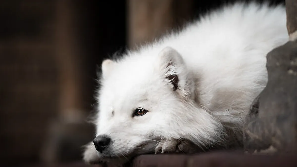I’m A Dutch Dog Photographer, And These 37 Portraits Celebrate Canine Beauty