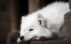 I’m A Dutch Dog Photographer, And These 37 Portraits Celebrate Canine Beauty