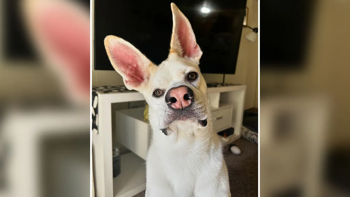 Once Fighting For Her Life, This Unique Dog Is Now Loved Around The World