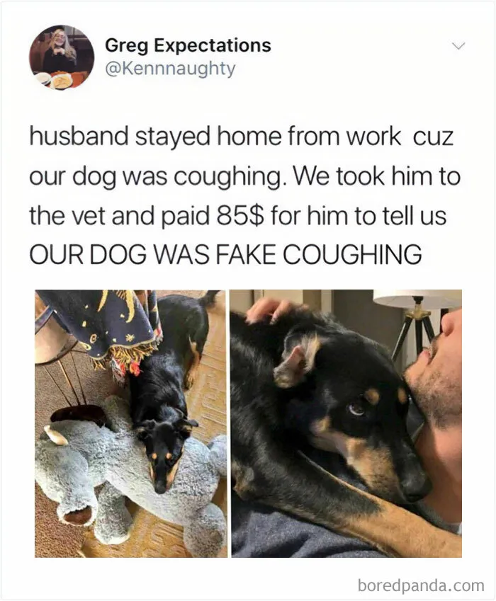50 Funny And Wholesome Dog Memes That Might Melt Your Heart Even If You’re A Cat Person
