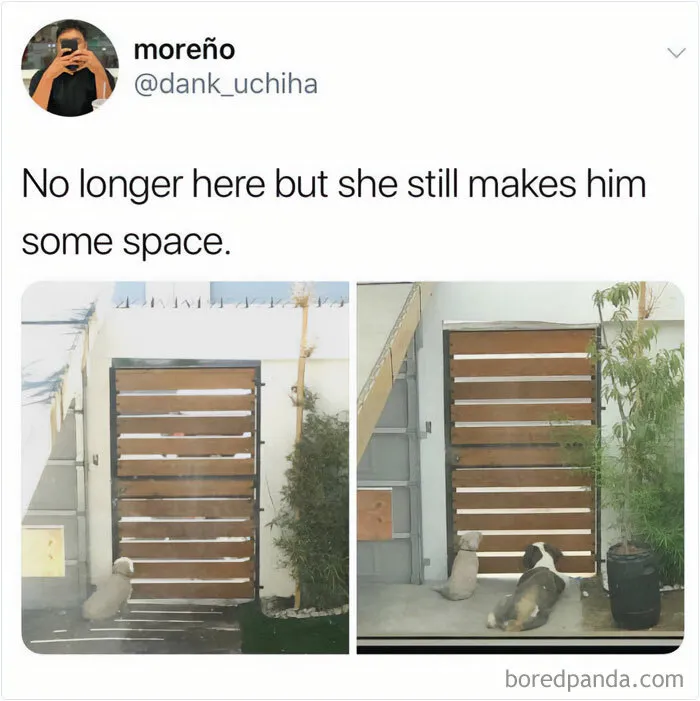 50 Funny And Wholesome Dog Memes That Might Melt Your Heart Even If You’re A Cat Person