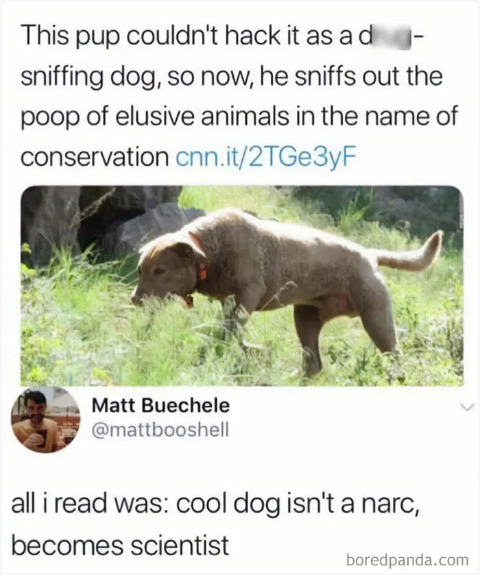 50 Funny And Wholesome Dog Memes That Might Melt Your Heart Even If You’re A Cat Person