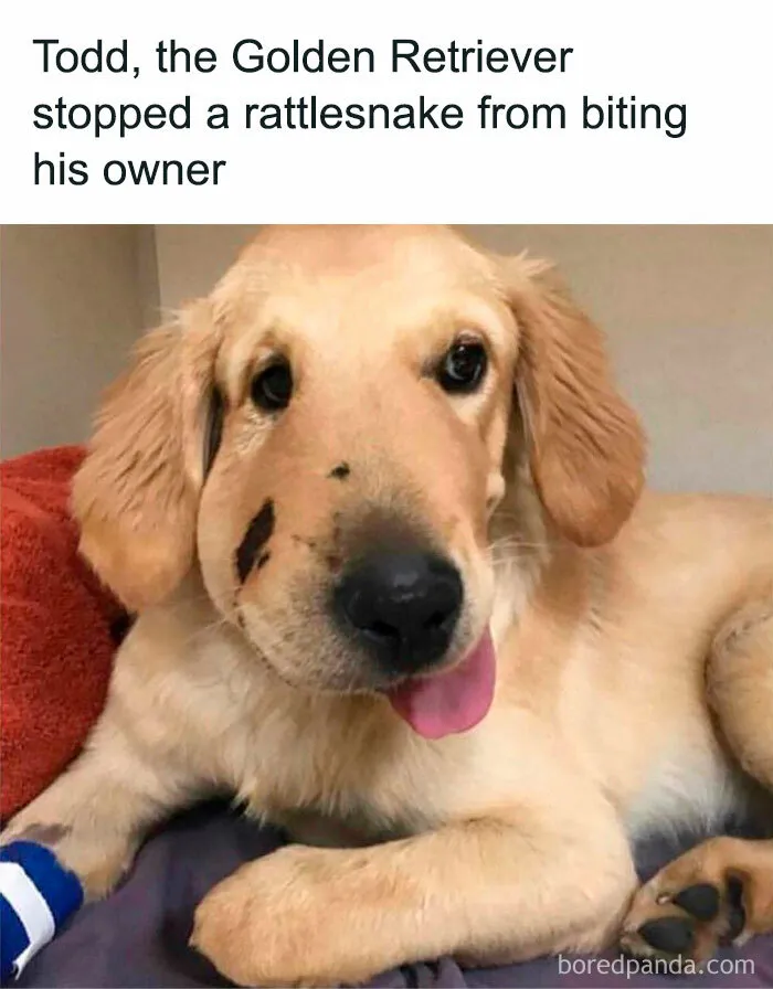 50 Funny And Wholesome Dog Memes That Might Melt Your Heart Even If You’re A Cat Person