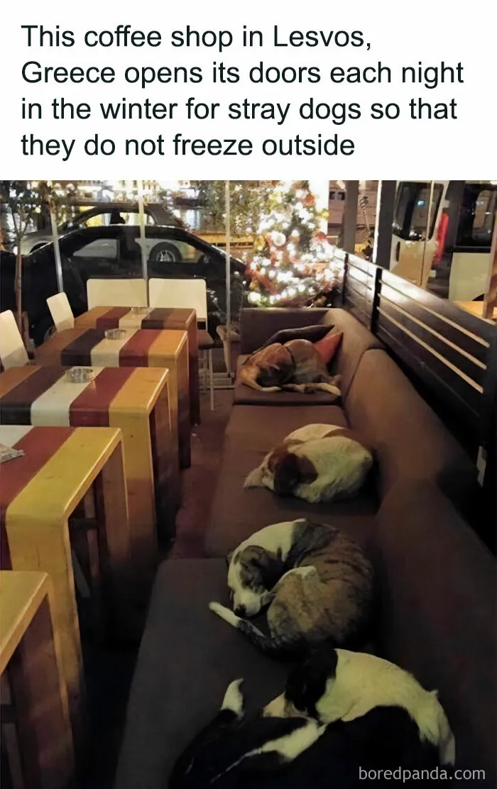 50 Funny And Wholesome Dog Memes That Might Melt Your Heart Even If You’re A Cat Person