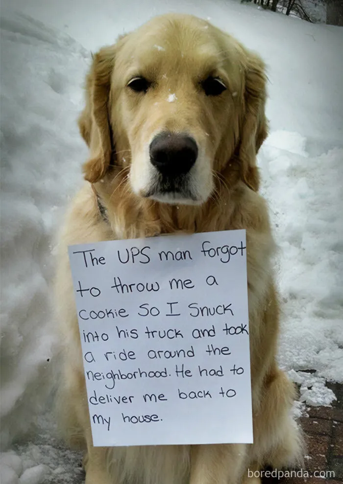 50 Funny And Wholesome Dog Memes That Might Melt Your Heart Even If You’re A Cat Person