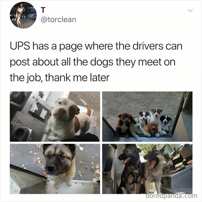 50 Funny And Wholesome Dog Memes That Might Melt Your Heart Even If You’re A Cat Person