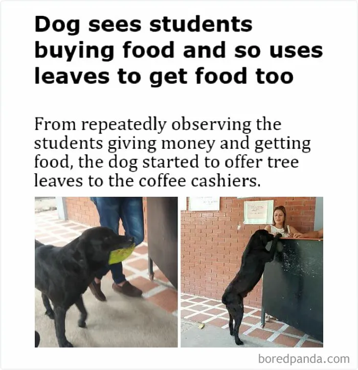 50 Funny And Wholesome Dog Memes That Might Melt Your Heart Even If You’re A Cat Person