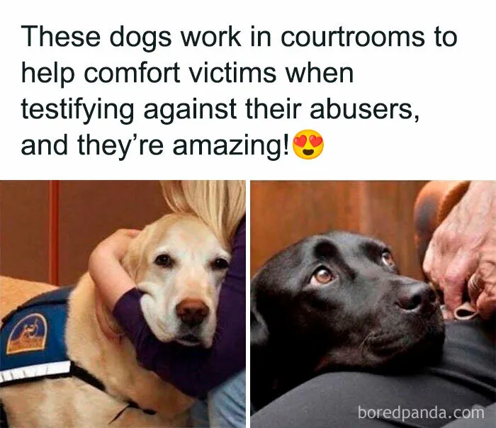 50 Funny And Wholesome Dog Memes That Might Melt Your Heart Even If You’re A Cat Person
