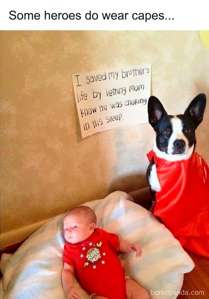 50 Funny And Wholesome Dog Memes That Might Melt Your Heart Even If You’re A Cat Person