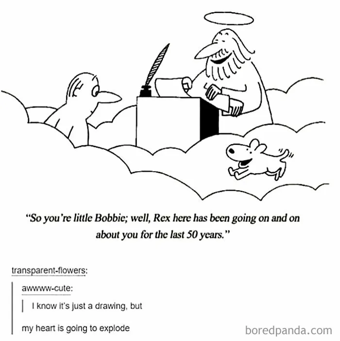 50 Funny And Wholesome Dog Memes That Might Melt Your Heart Even If You’re A Cat Person
