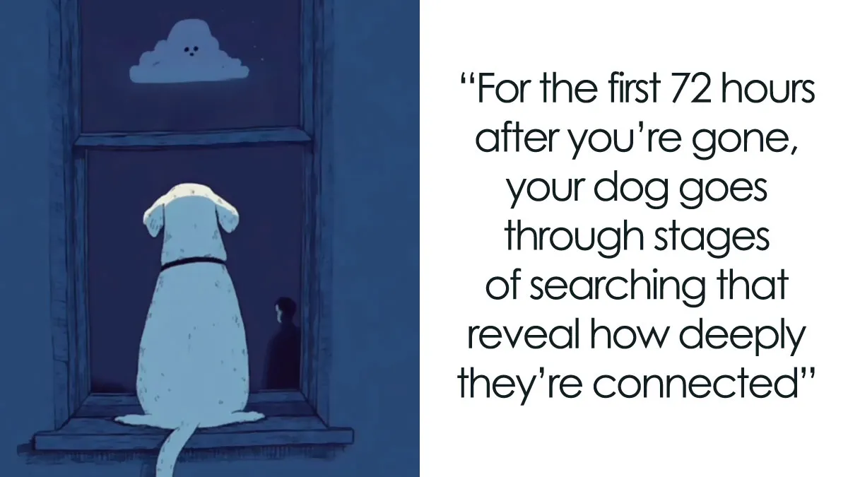 What Dogs Go Through In The 72 Hours After Their Human Passes, As Revealed By A Viral Video
