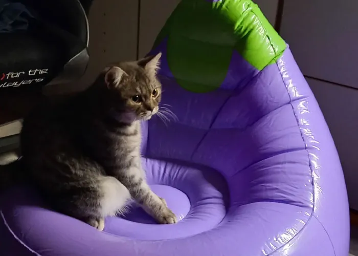 40 Hilariously Dumb Fads That Prove Humans Shouldn’t Be Left Unsupervised