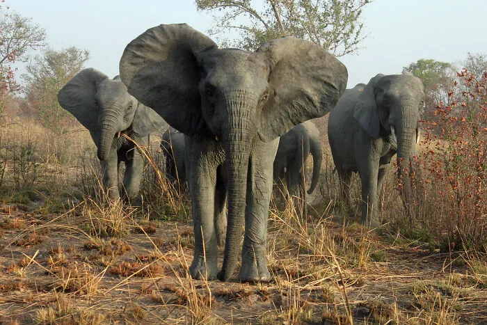 Elephants Held A Town Under Siege After A Train Accident