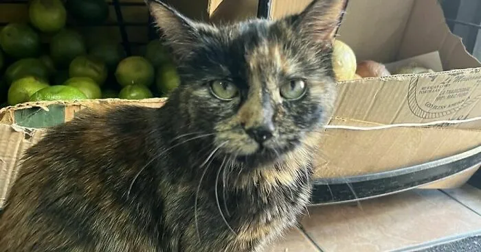 The Legendary Zorro Swipe: When Bodega Cats Fight City Hall
