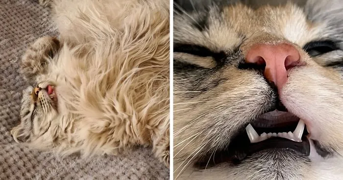 Hey Pandas, Share Your Cutest Pet Photo (Closed)
