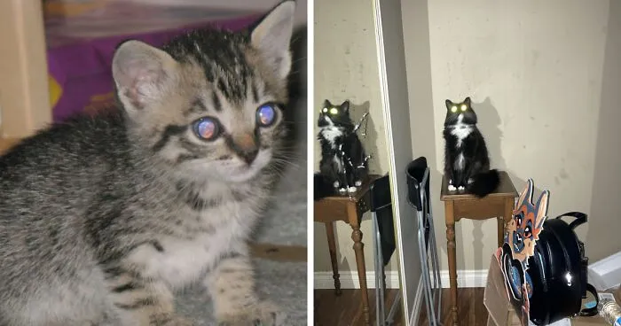 Hey Pandas, Share Pictures Of Your Pets When They Look Like Demons Or Cryptids (Closed)